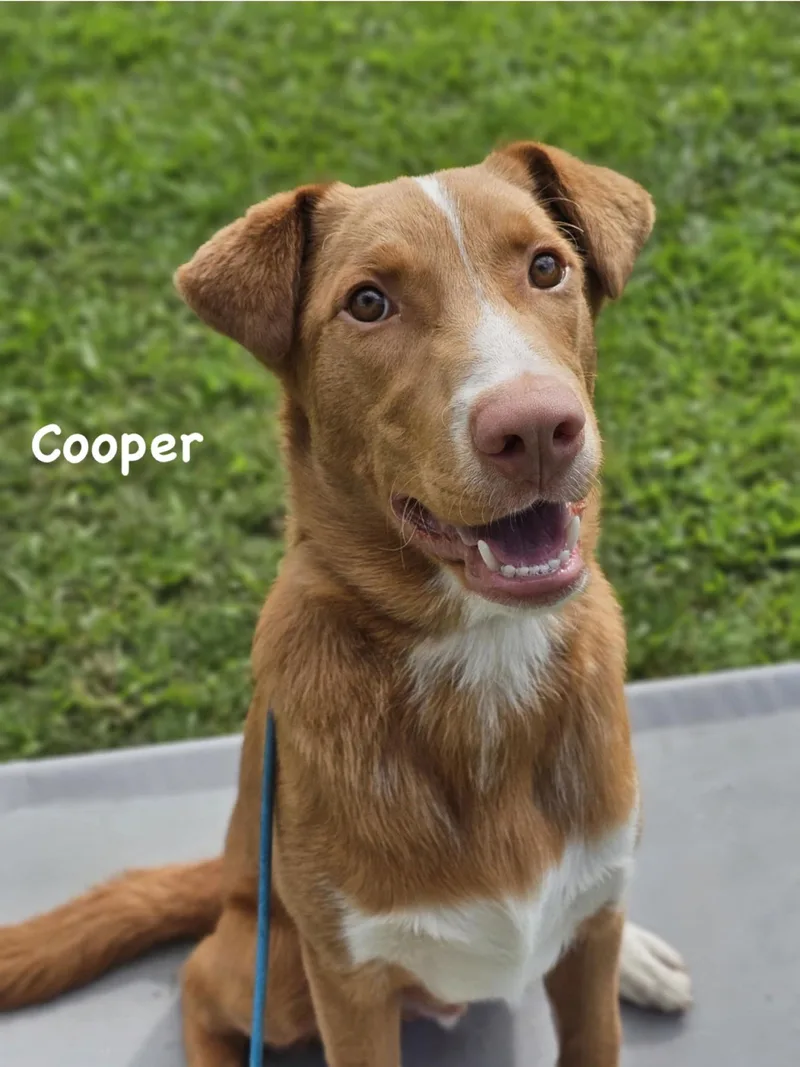 Cooper