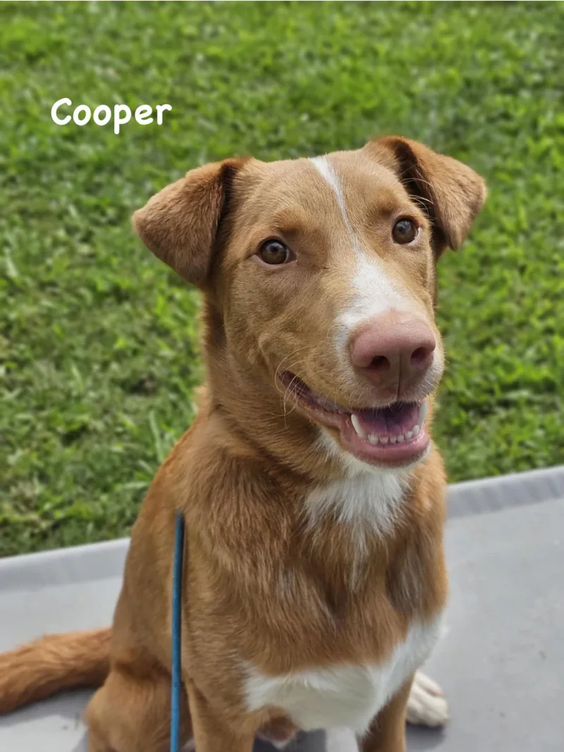 Cooper thumbnail 2