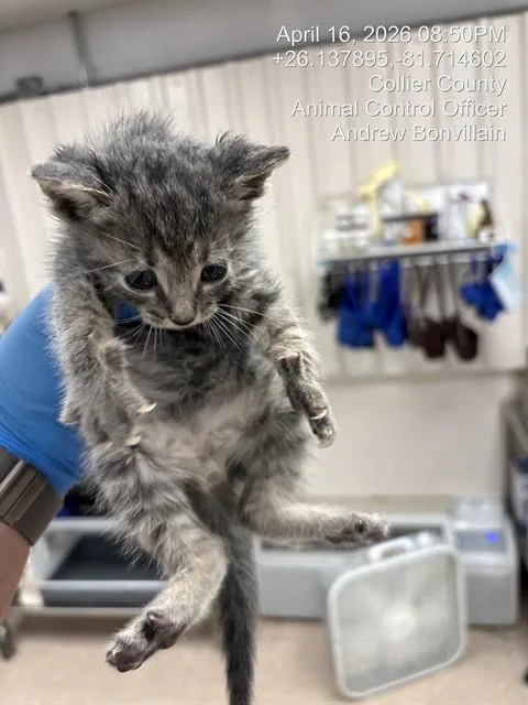 A baby small-sized male Domestic Short Hair cat named Marty for adoption in Naples, FL