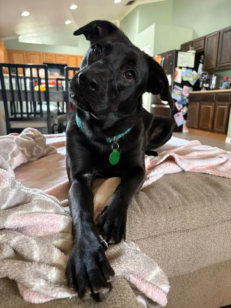A young medium-sized female Black Labrador Retriever dog named Ferrari for adoption in Inverness, FL