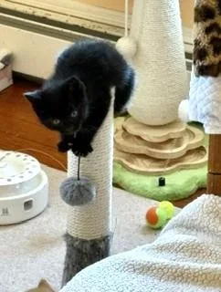 A baby small-sized male Domestic Short Hair cat named Jojo for adoption in Hull, MA