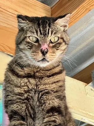 A senior medium-sized male Domestic Short Hair cat named Winslow for adoption in Key West, FL