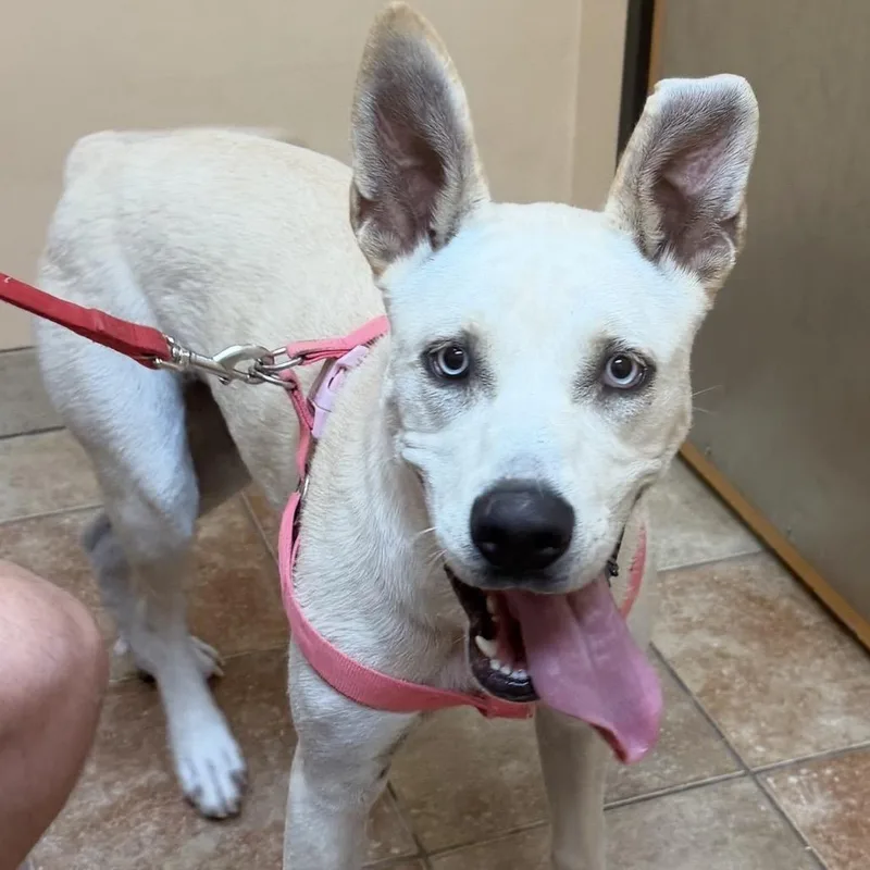 A young large-sized female Apricot / Beige Yellow Labrador Retriever dog named Freya for adoption in Midland, TX