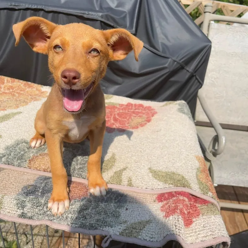 A baby medium-sized female Mixed Breed dog named Kimber for adoption in Groveland, MA