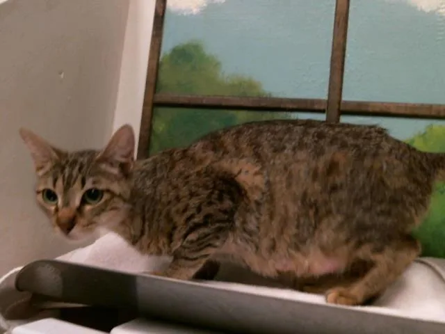 A young medium-sized female Domestic Short Hair cat named Sissy for adoption in Houston, TX