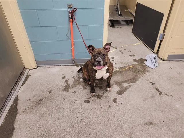 An adult large-sized female Pit Bull Terrier dog named Queenie for adoption in Kent, WA