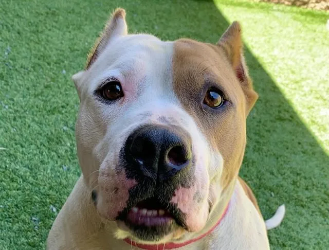 A young large-sized female Yellow / Tan / Blond / Fawn Pit Bull Terrier dog named SAVE ME PLEASE Poppi for adoption in San Marcos, CA