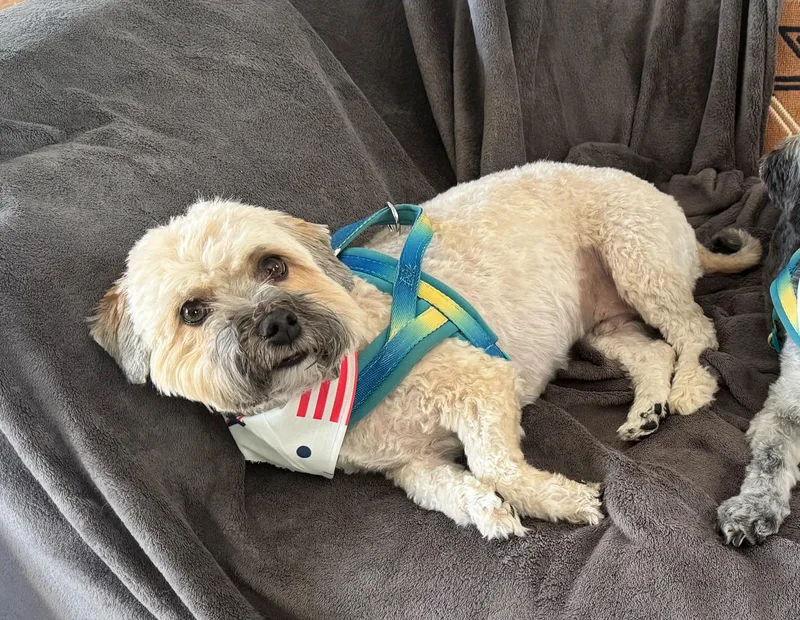 An adult small-sized male Apricot / Beige Havanese dog named Benji for adoption in Shawnee Mission, KS