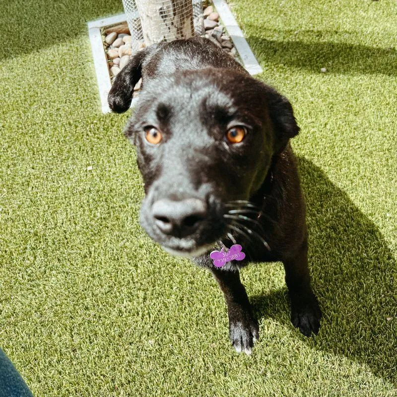 A young medium-sized female Black Labrador Retriever dog named Emily for adoption in Jackson, WY