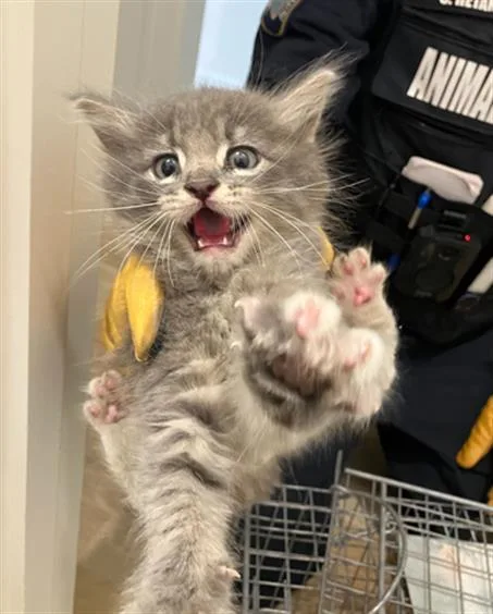 A baby medium-sized male Domestic Medium Hair cat named Ignacio for adoption in Dallas, TX