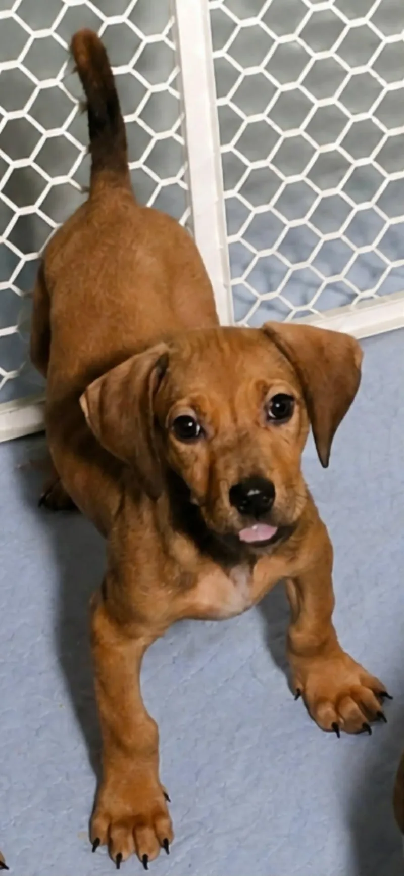 A baby large-sized male Brown / Chocolate Mixed Breed dog named Buzz for adoption in Kenosha, WI