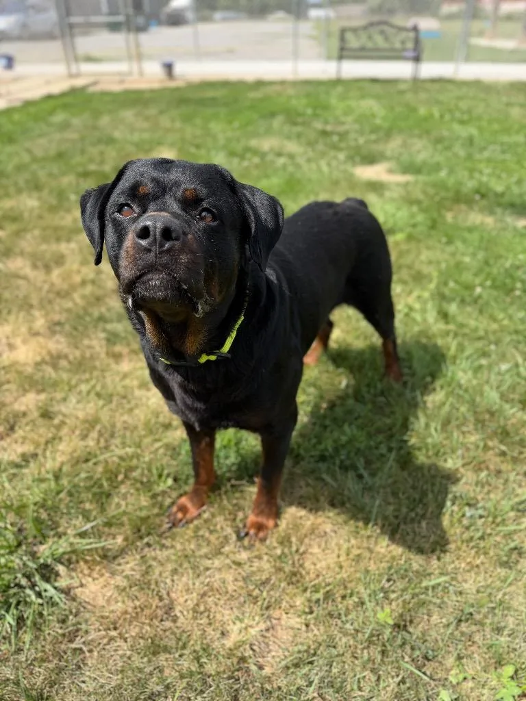 A young large-sized male Rottweiler dog named Tank for adoption in Pierceton, IN