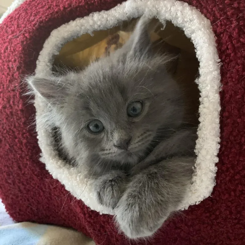 A baby small-sized male Gray / Blue / Silver Domestic Short Hair cat named Leinster Bates for adoption in Merrifield, VA