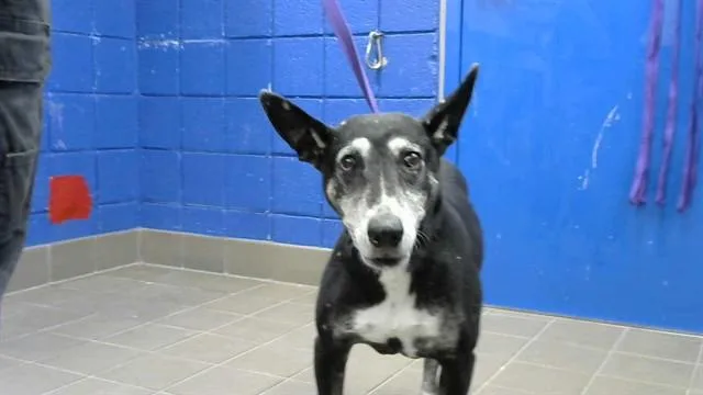 An adult medium-sized female Labrador Retriever dog named Raja for adoption in Albuquerque, NM