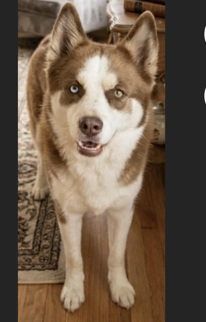 An adult small-sized female Pomsky dog named Clara for adoption