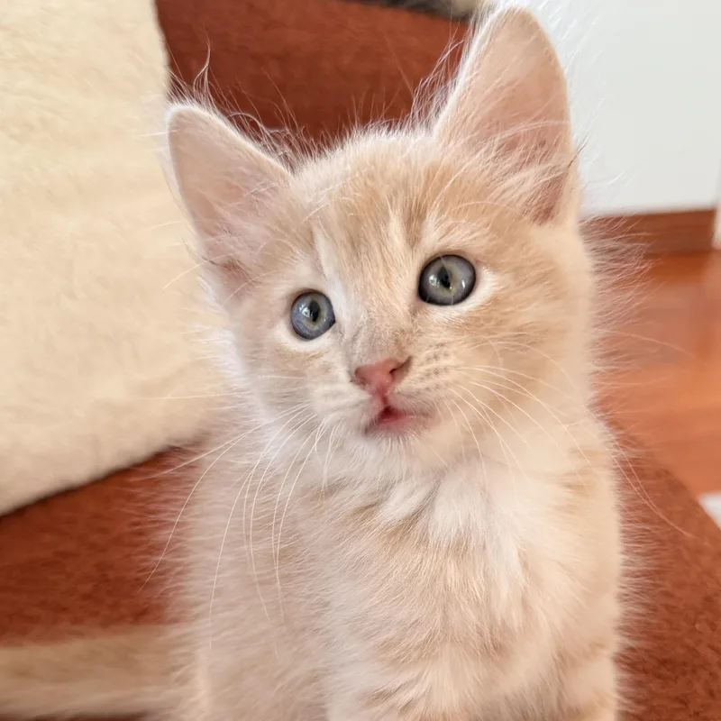 A baby large-sized male Domestic Medium Hair cat named Casper for adoption in Los Angeles, CA