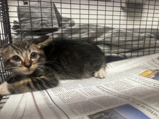 A baby small-sized female Domestic Short Hair cat named Chilli for adoption in Van Nuys, CA