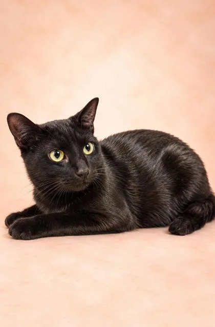 An adult small-sized male Domestic Short Hair cat named Shadow for adoption in Fresno, CA