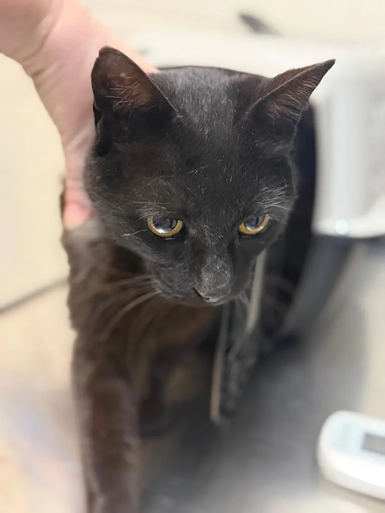 A young medium-sized male Domestic Short Hair cat named The Darkness for adoption in Rome, GA