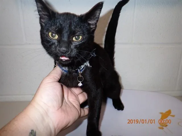 A baby small-sized male Domestic Short Hair cat named Boo for adoption in Saint Peters, MO