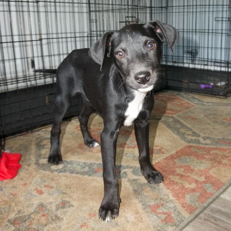 A baby small-sized female Black Labrador Retriever dog named Nova for adoption in Valparaiso, IN
