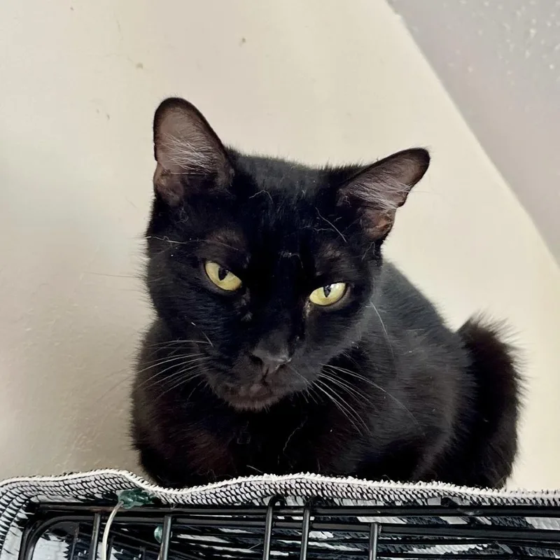 A young medium-sized female Black Domestic Short Hair cat named Melany for adoption in Wantagh, NY