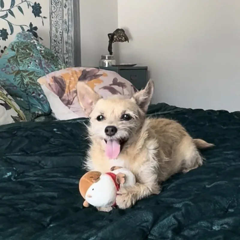 A senior small-sized female Yellow / Tan / Blond / Fawn Terrier dog named Taffy for adoption in Palm Springs, CA