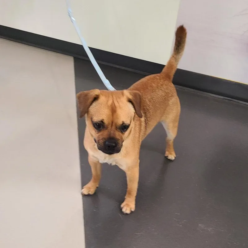 An adult medium-sized male Pug dog named Sheldon for adoption in Greeneville, TN