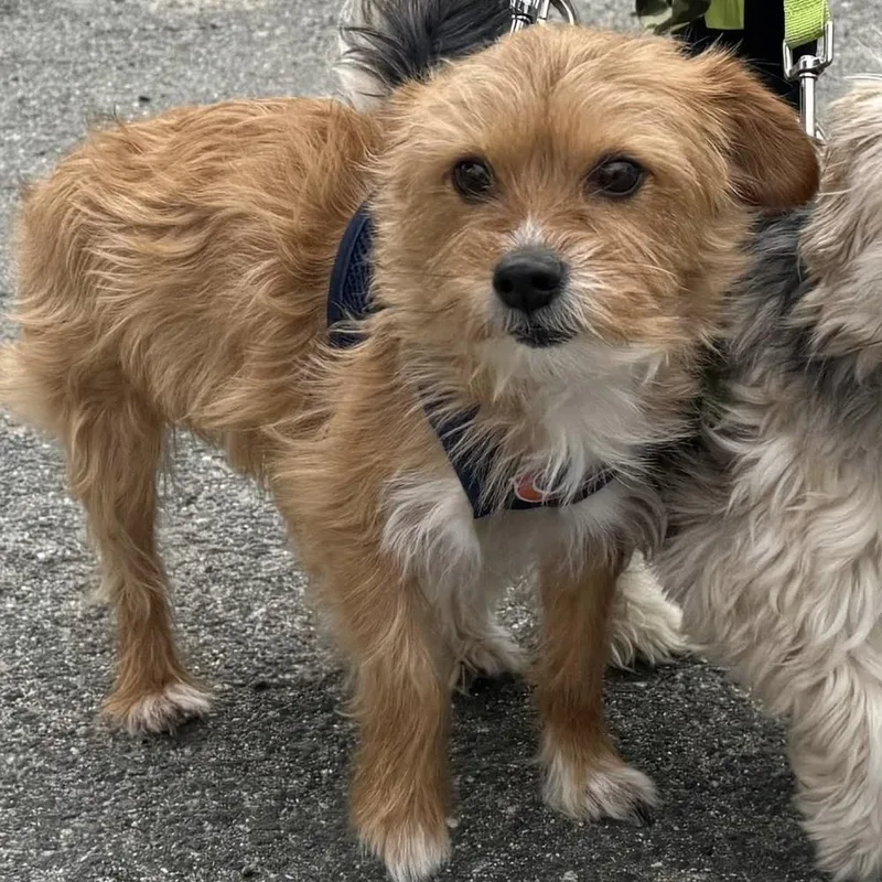 An adult small-sized male Yorkshire Terrier dog named Ferito for adoption in Groveland, MA