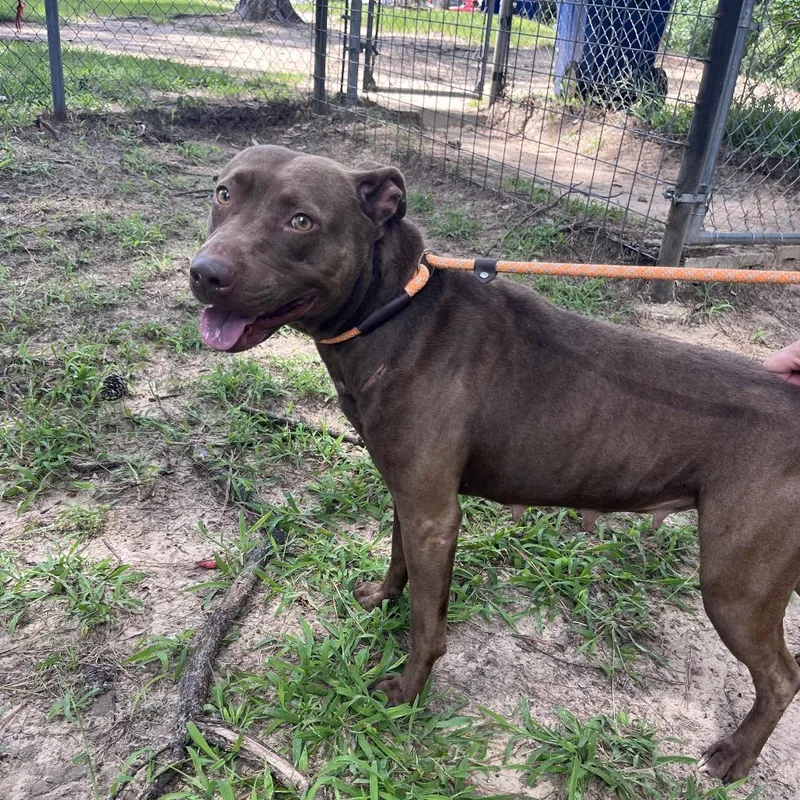 Shirley Temple thumbnail 2