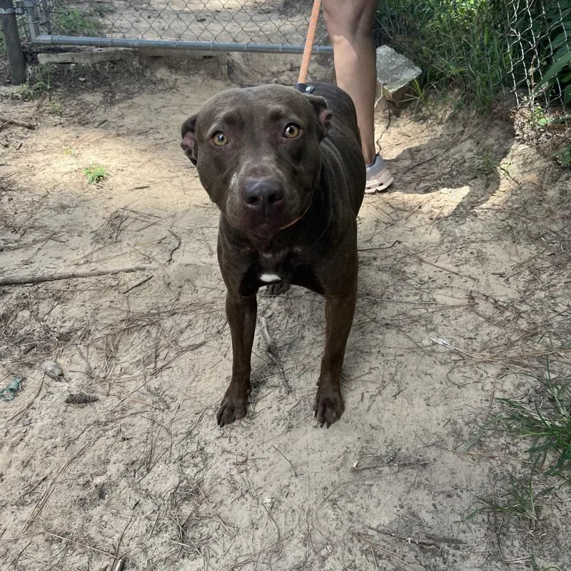 Shirley Temple thumbnail 3