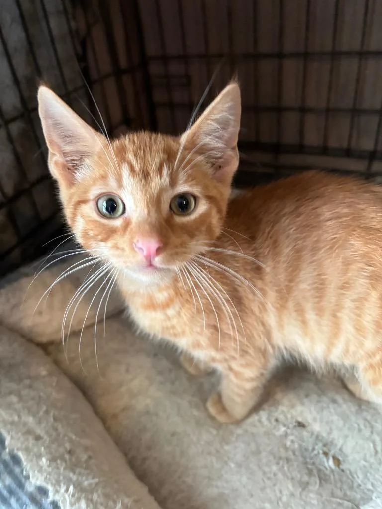 A baby small-sized male Domestic Short Hair cat named Chase for adoption in Camp Hill, PA