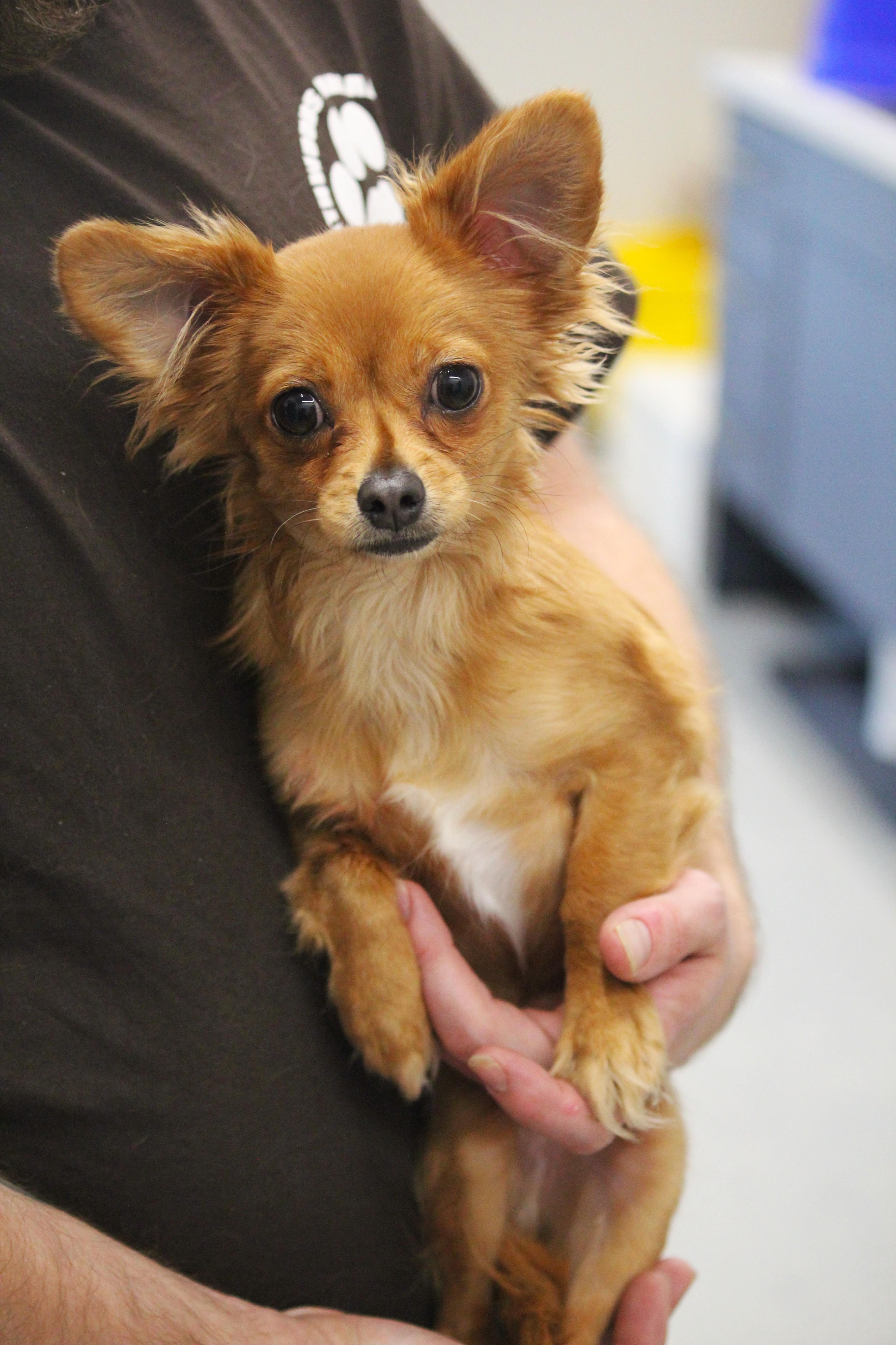 A baby small-sized male Chihuahua dog named PeeWee for adoption in Hayward, WI