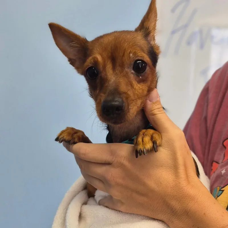 An adult small-sized female Black Chihuahua dog named Wanna for adoption in Wahiawa, HI
