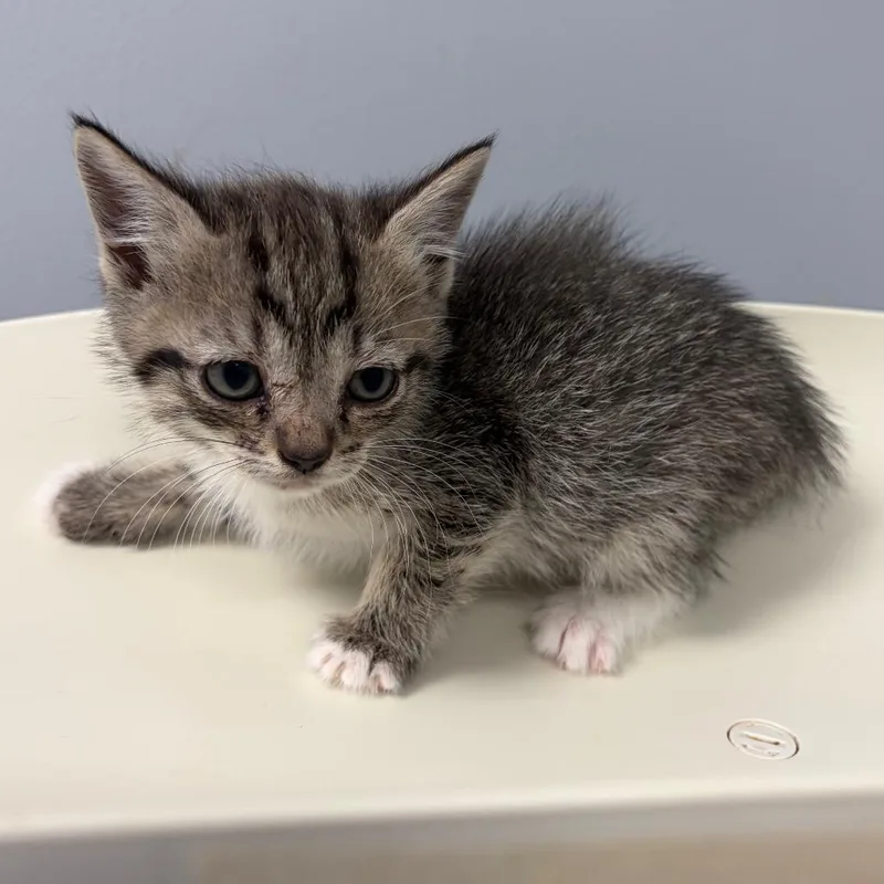 A baby small-sized male Gray / Blue / Silver Domestic Short Hair cat named Goblin for adoption in Columbus, GA