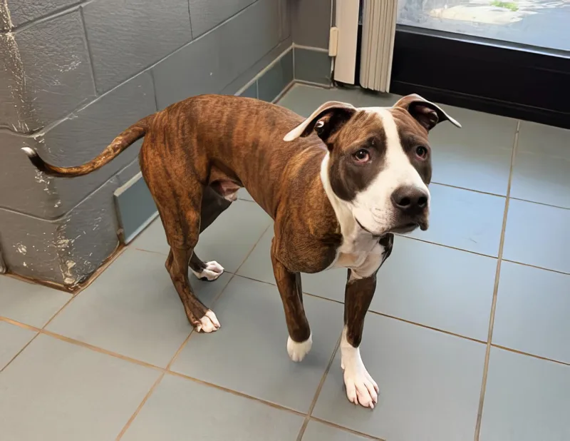 A young medium-sized male Brindle Mixed Breed dog named Dreamer for adoption in Nashville, TN