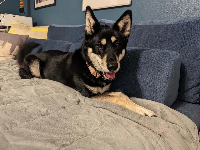 A senior medium-sized female Jindo dog named Kaia for adoption in San Jose, CA