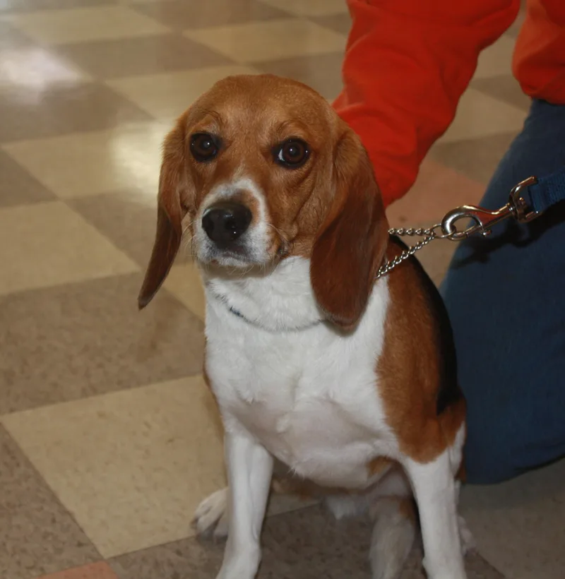 An adult small-sized male Tricolor (Brown, Black, & White) Beagle dog named Charlie for adoption in Rockwell City, IA
