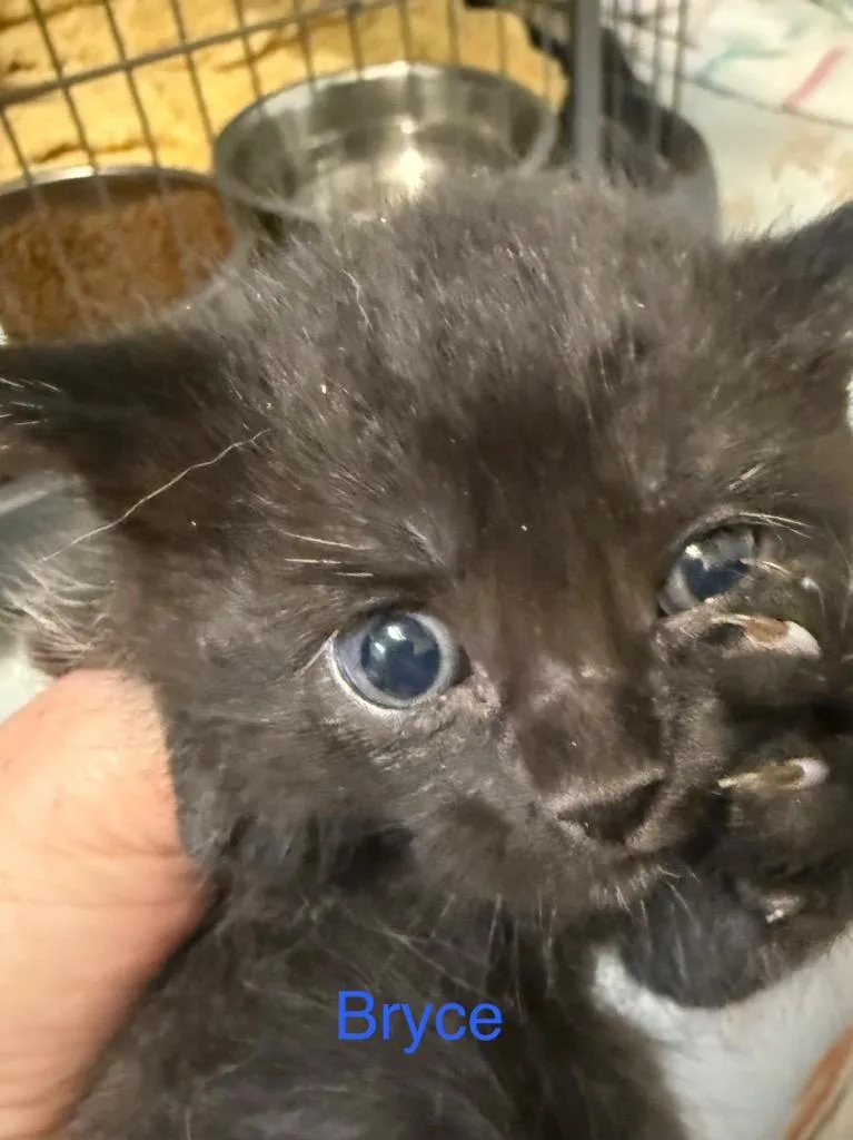 A baby small-sized male Domestic Short Hair cat named Bryce for adoption in Saint Francisville, LA