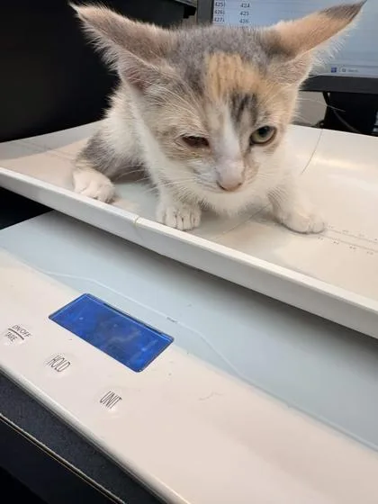 A baby small-sized female Domestic Short Hair cat named Yellowstone for adoption in Memphis, TN
