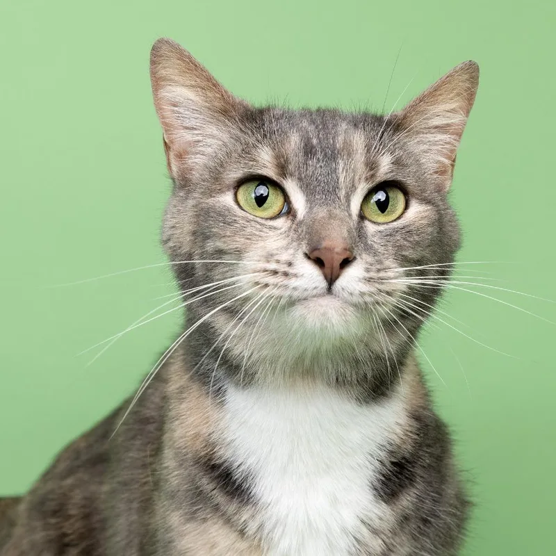 An adult medium-sized female Gray / Blue / Silver Domestic Short Hair cat named Gati for adoption in Franklin, TN