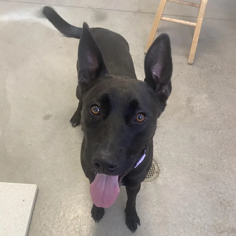 Nova