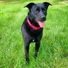 An adult medium-sized female Black Labrador Retriever dog named Valerie for adoption in Minneapolis, MN
