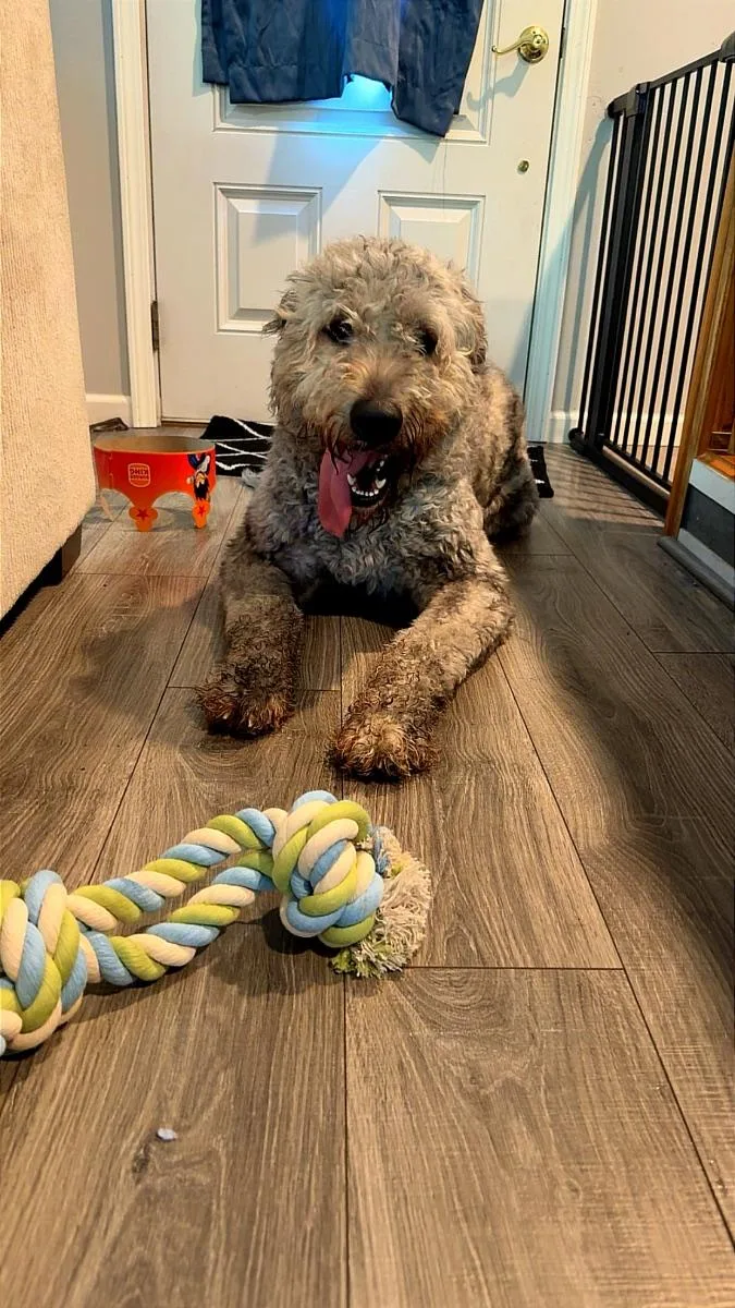 An adult large-sized female Labradoodle dog named Rosie for adoption in Mora, MN