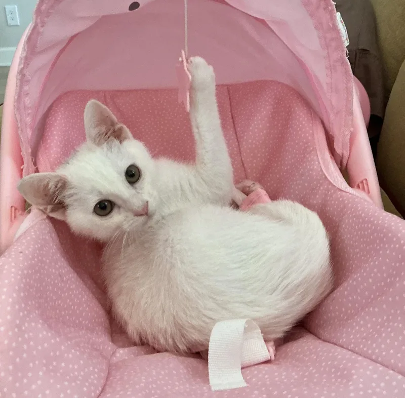A baby medium-sized female White Domestic Short Hair cat named Sparkler for adoption in San Juan Capistrano, CA