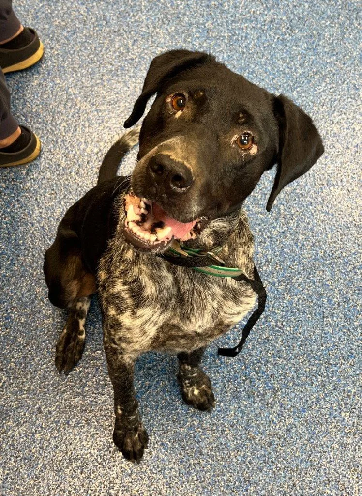 An adult medium-sized male Pointer dog named Hunter for adoption in Tarboro, NC