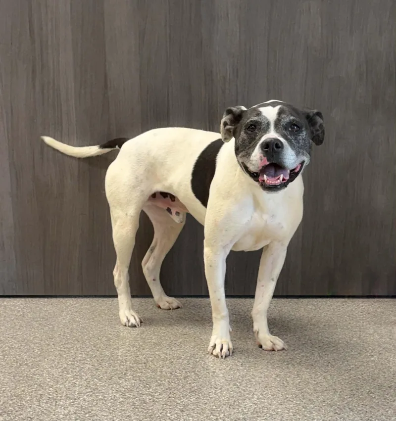 An adult medium-sized male White / Cream Boxer dog named Bert for adoption in Georgetown, OH