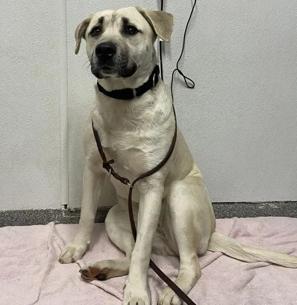 An adult large-sized female Labrador Retriever dog named Akira for adoption in Escondido, CA