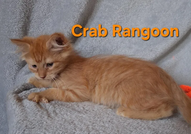 A baby medium-sized female Buff / Tan / Fawn Domestic Medium Hair cat named Crab Rangoon for adoption in Peoria, IL