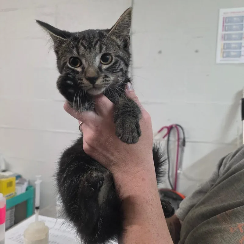 A baby small-sized female Brown / Chocolate Domestic Medium Hair cat named Cottonelle for adoption in Clanton, AL
